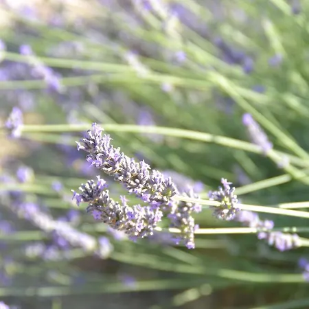 Podere Vignola Venkovský dům Pontassieve