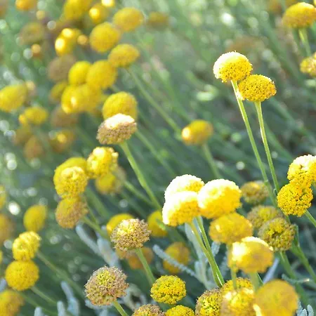 Podere Vignola Venkovský dům Pontassieve